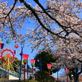 かみね公園 桜