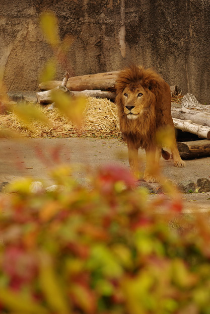 Photos: カワイイ！？ライオン