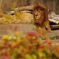 Photos: カワイイ！？ライオン