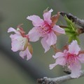 Photos: カンヒザクラ狂い咲き