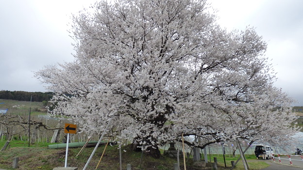 宇木の千歳桜樹齢850年