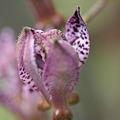 花びらがヒラリっと一枚はなれる