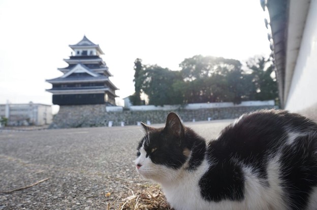 中津城と猫