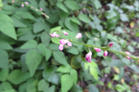 0826tgr103