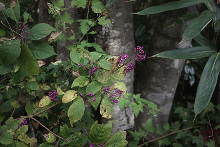 1055si129