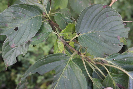 1127si140