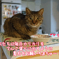 Photos: 110430-【猫アニメ】署名、送ったにゃ！