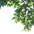 Photos: 新緑