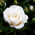 白薔薇