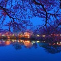 Photos: 宵桜.......