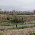 Photos: 背割り桜全景2