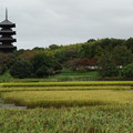 Photos: 収穫前の赤米と備中国分寺