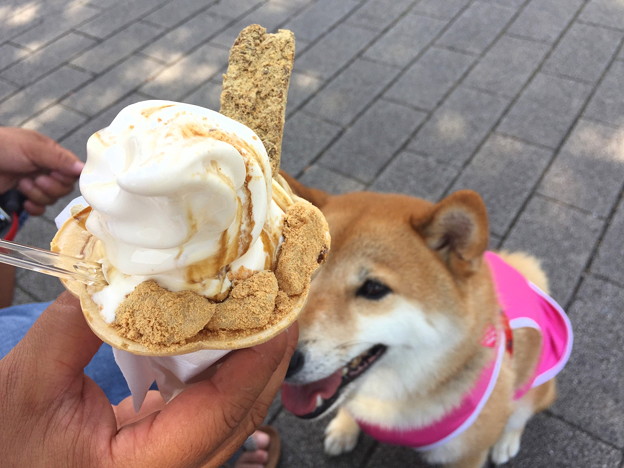 信玄餅ソフトだぞ～～