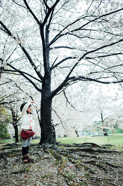 櫻花樹下的小小攝影師