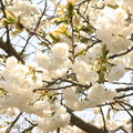 Photos: 白い八重桜