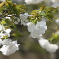Photos: 白い八重桜