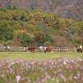 Photos: 牧場は秋色♪