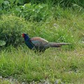きじ(雉)　R-1R8A9394