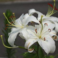白い花