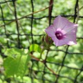 野に咲く薄紫