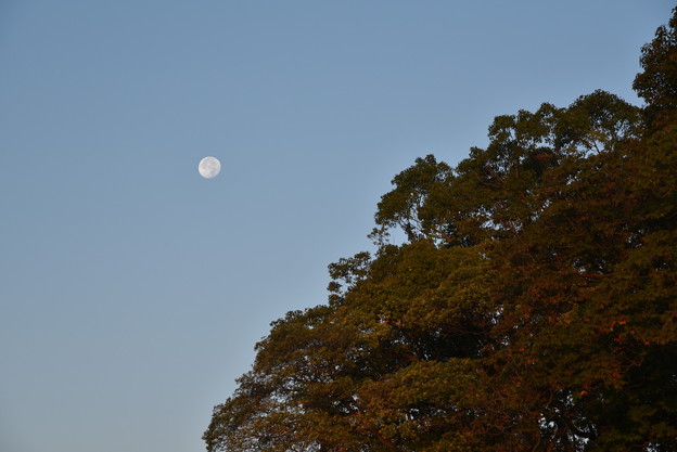 Photos: 大阪城 桜門付近から見えた月