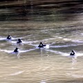 Photos: キンクロハジロの泳ぎの波紋