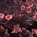 Photos: 4月_目黒川 5