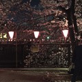 Photos: 4月_目黒川 6