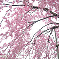 170417内川河川緑地公園の桜10