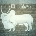 Photos: モヘンジョダロの聖なる白き瘤牛White zebu on Mohenjo-daro museum's wall　　背の瘤は身柱（ちりけ）に高く盛り上がり神々しかも白き瘤牛