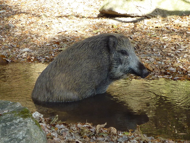 生きるとは食うことと見つけたり（『落葉隠』ﾖﾘ） Wild boar in  Mt.Rokkō