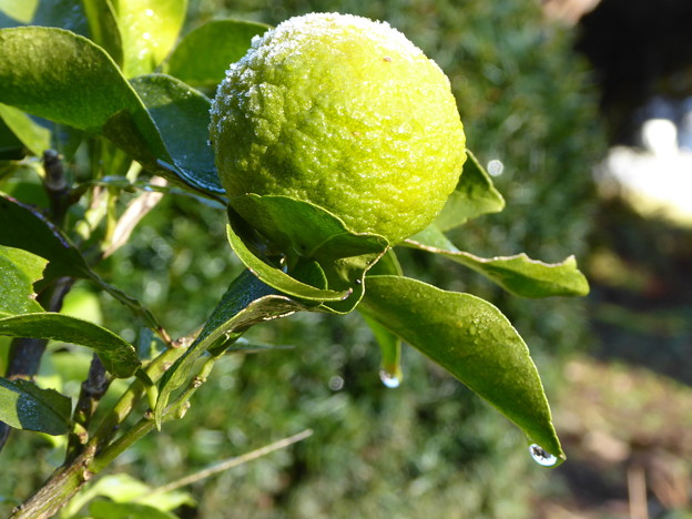 Photos: 柚子の霜解け Frost on a yuzu fruit