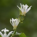 Photos: ホトトギスさわやかなるは白き花