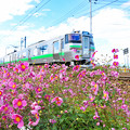花と電車