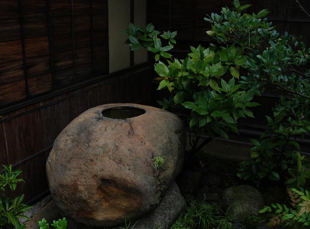 出雲文化伝承館：手水鉢（つくばい）のノキシノブ