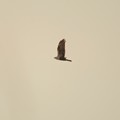 渡良瀬遊水地上空を飛ぶチュウヒ　頭の白い個体
