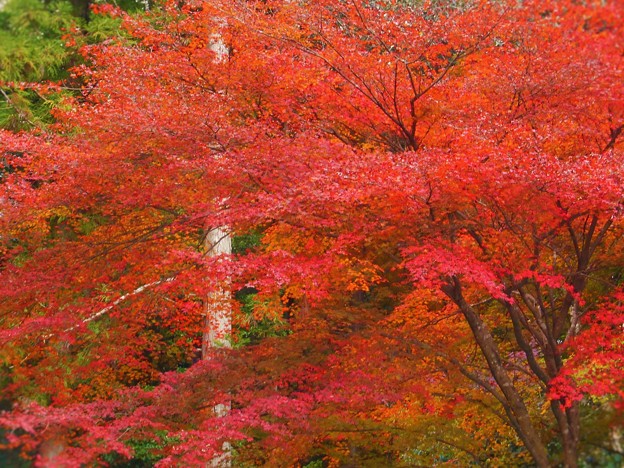 備後路の杉木立と紅葉