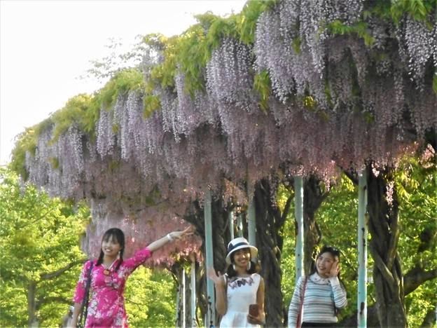 藤娘三人組＠千光寺公園