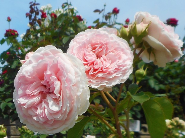 青空に初夏の薔薇 ”ﾏﾘｱﾃﾚｼﾞｱ” 咲き誇る＠緑町公園ばら花壇