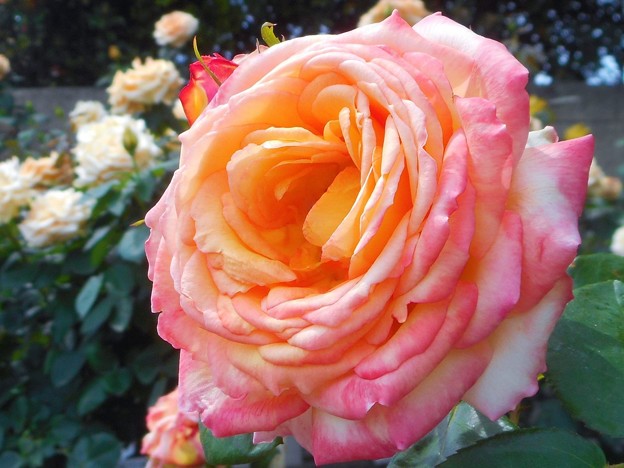 5月の薔薇 ”ﾌｨﾘｯﾌﾟ・ﾉｱﾚ”（ﾌﾗﾝｽの俳優）＠ばら花壇