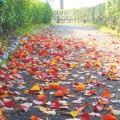 朝の散歩道＠ﾅﾝｷﾝﾊｾﾞの紅葉