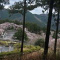奥山高原の桜