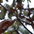 Photos: ホオノキ（朴の木）　モクレン科の冬芽