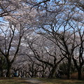 桜_公園 D3336