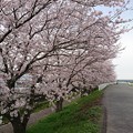 桜　２０１７　4月