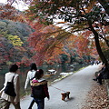 京のお散歩