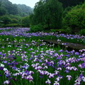 西山荘 ～ 西山の里・桃源の花菖蒲