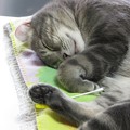 Photos: 美憂ちゃんオヤスミ中～～♪