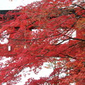Photos: ２６．１１．１５志波彦神社鳥居付近の紅葉